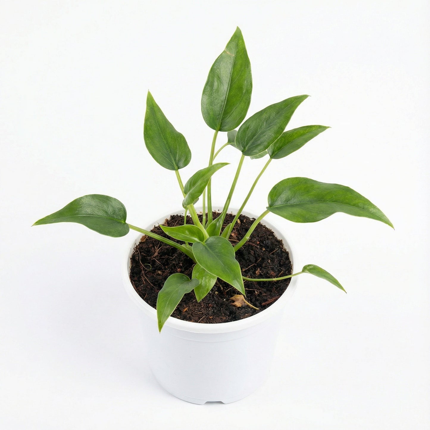 Alocasia Tiny Dancer