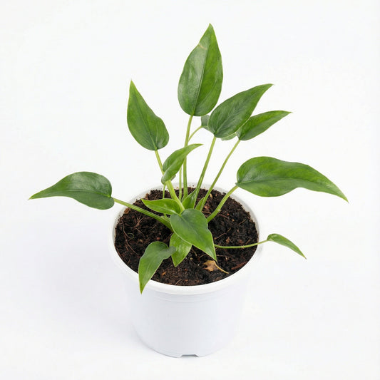 Alocasia Tiny Dancer
