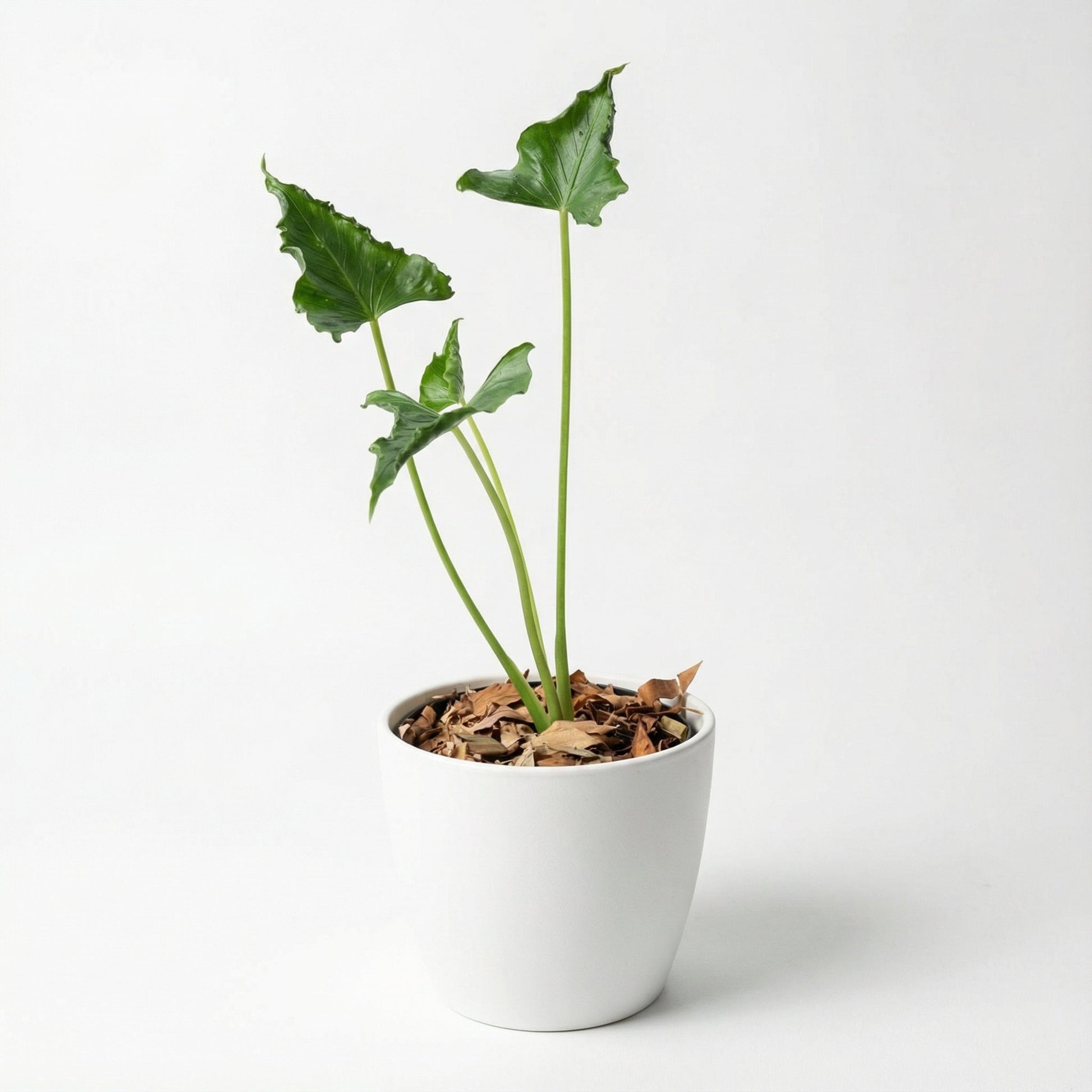 Alocasia Triangularis