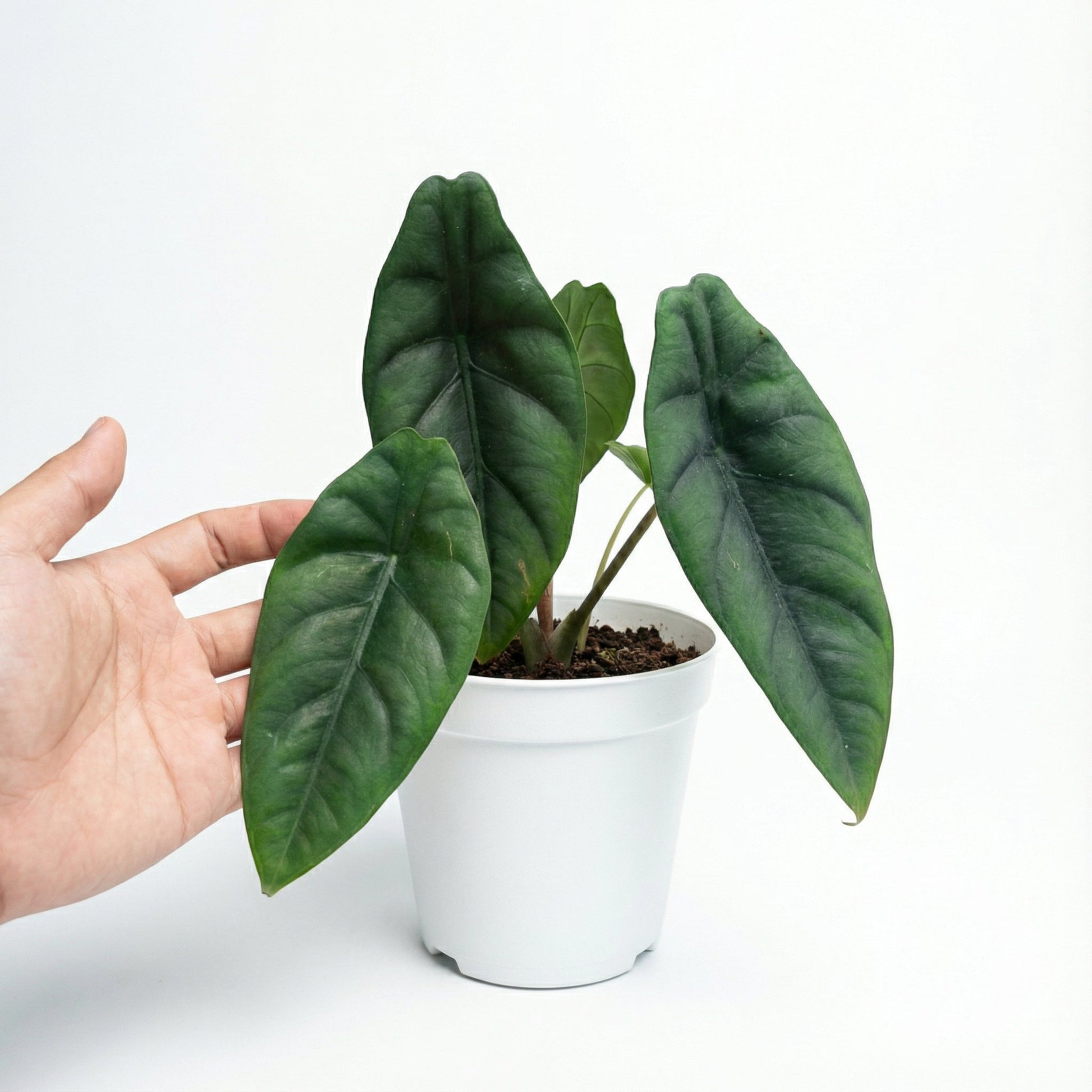 Alocasia Venusta