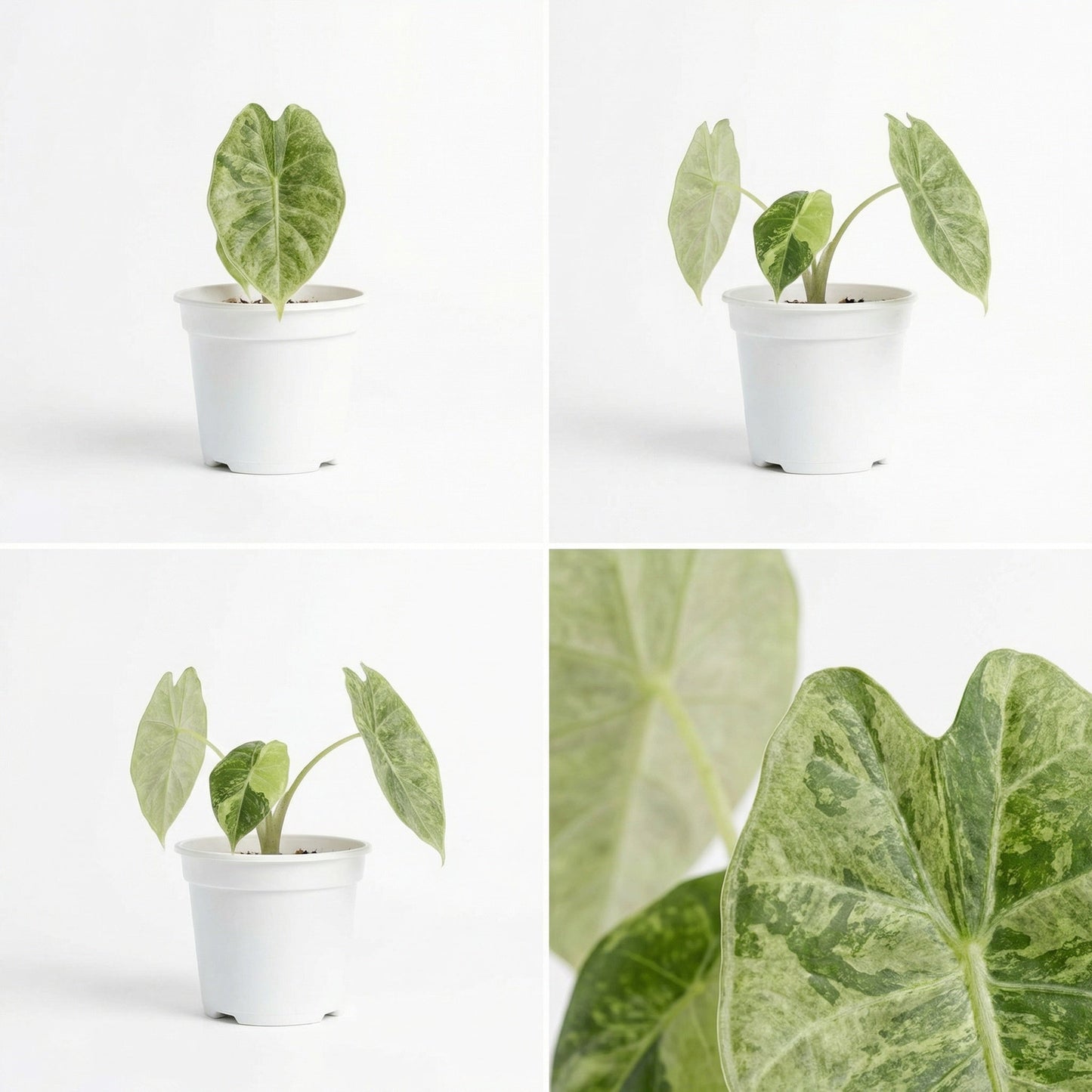 Alocasia Watsoniana Glossy Variegata