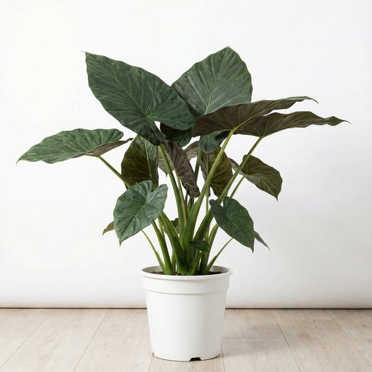 Alocasia Wentii