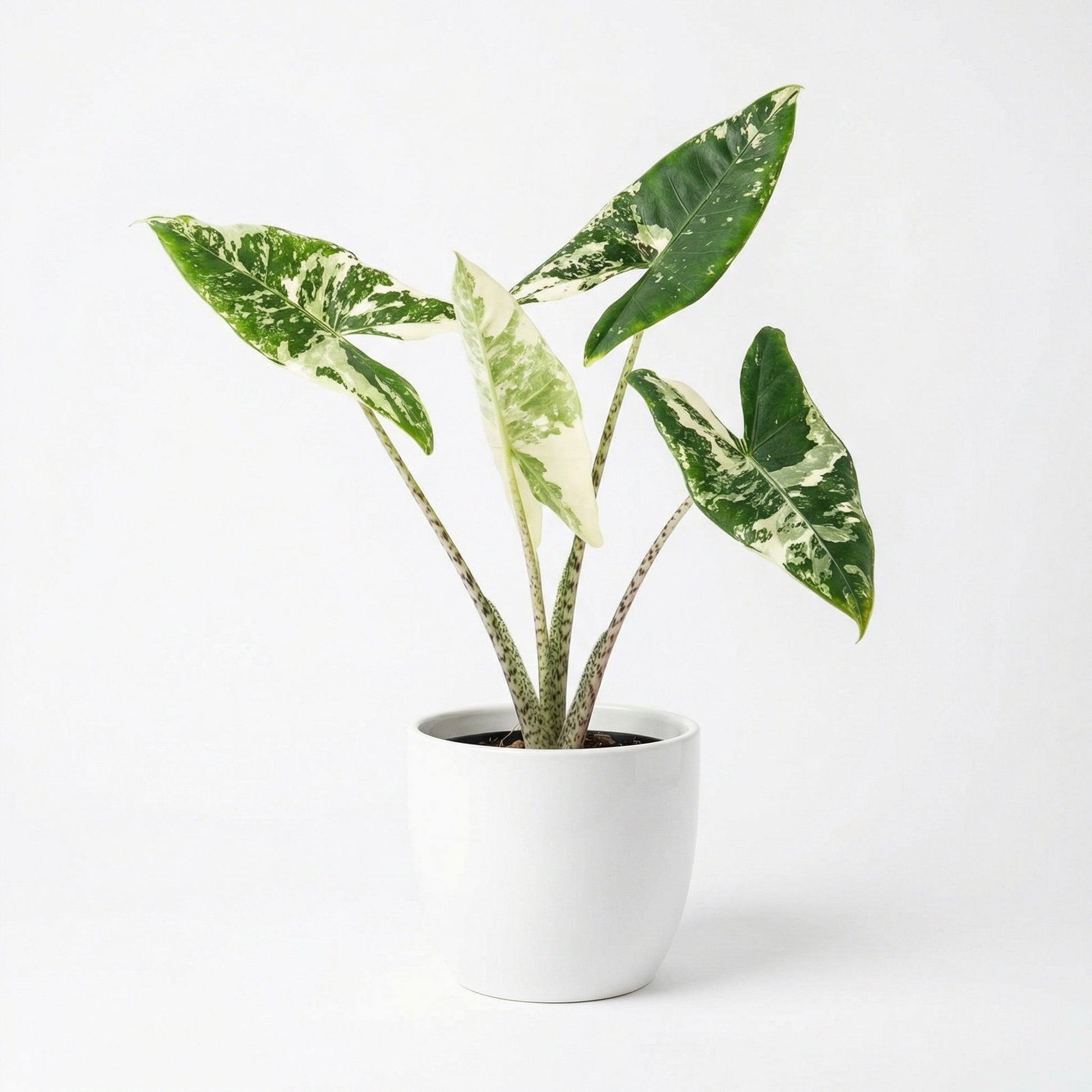 Alocasia Zebrina albo