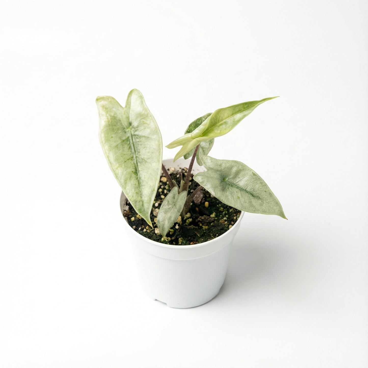 Alocasia Zebrina Mint - Preorder
