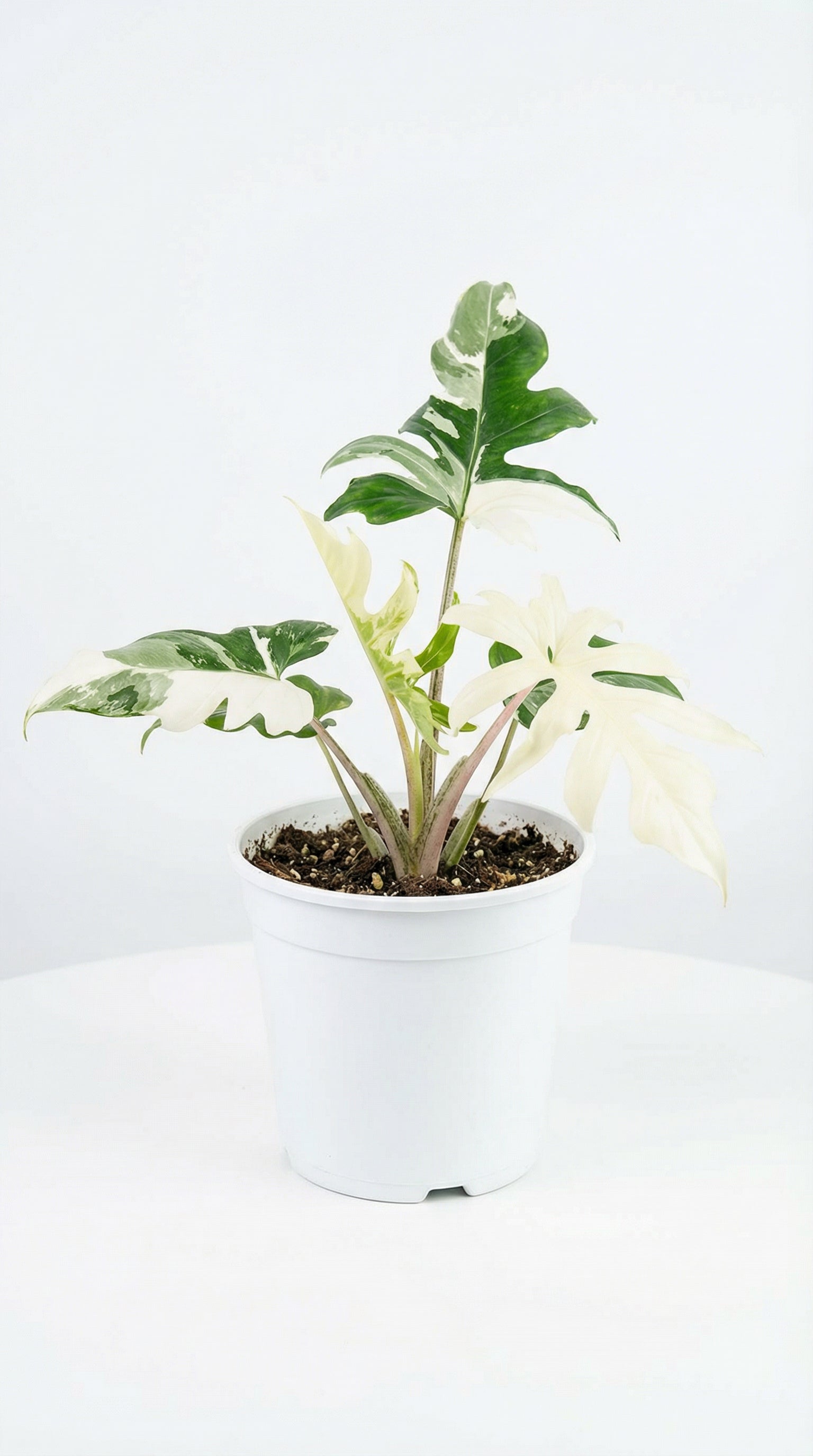 Alocasia brancifolia Albo - Alocasia brancifolia Rare Alocasia