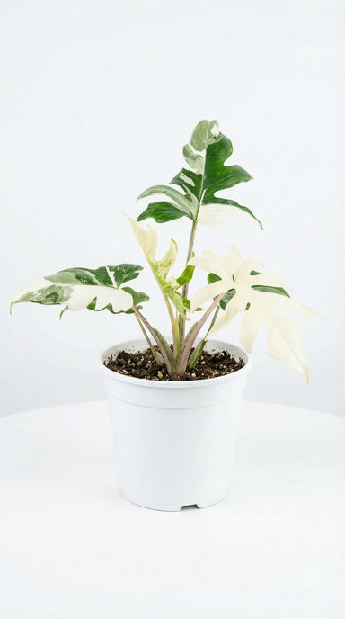 ブランキフォリア アルボ Alocasia brancifolia Albo - Alocasia brancifolia Rare Alocasia