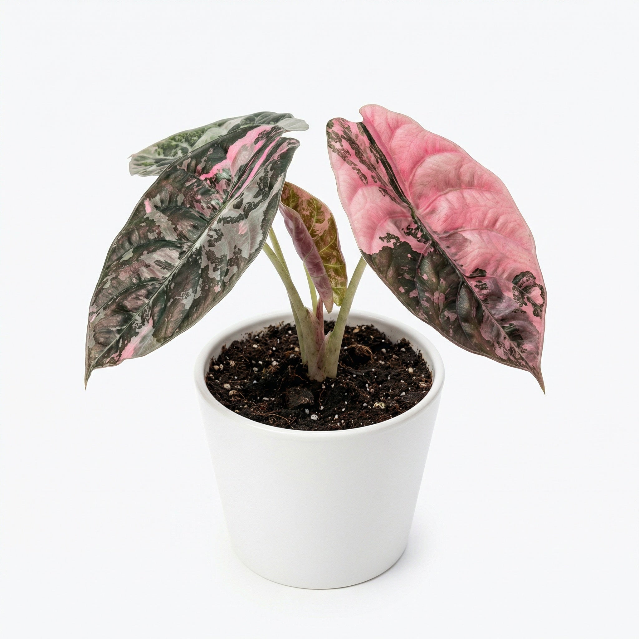 Alocasia cuprea Pink - Alocasia cuprea Pink rare aroid | Care tips