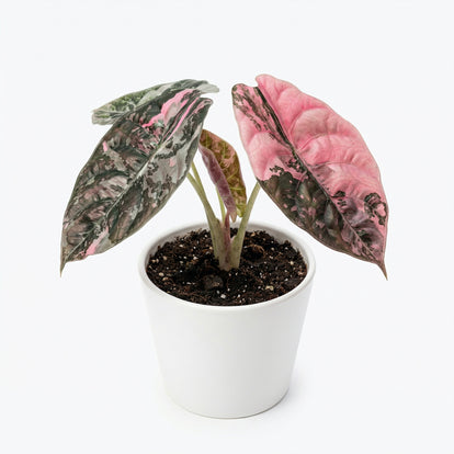 Alocasia cuprea Pink - Alocasia cuprea Pink rare aroid | Care tips