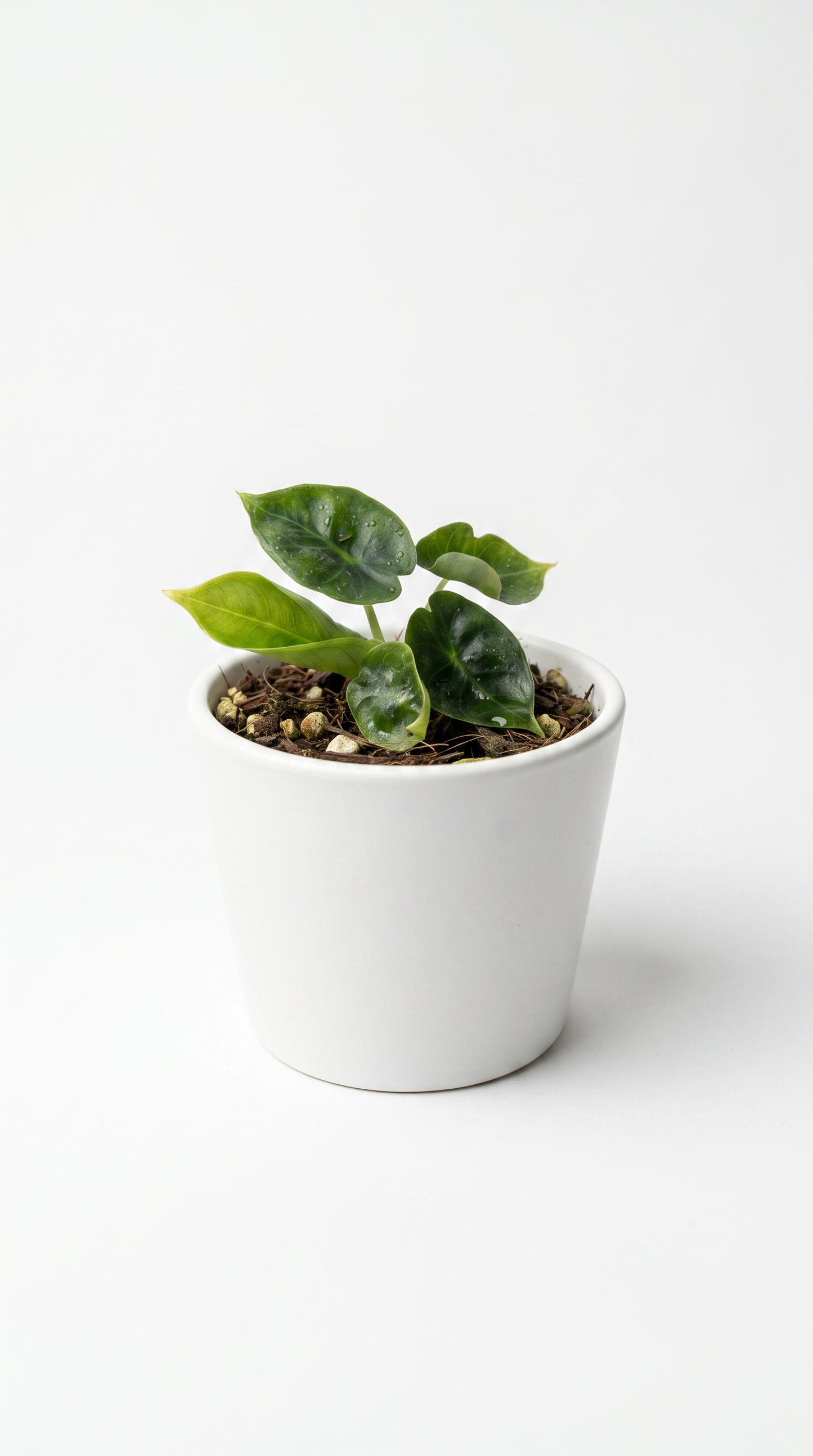 Alocasia reversa