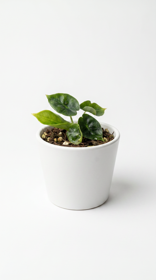 Alocasia reversa