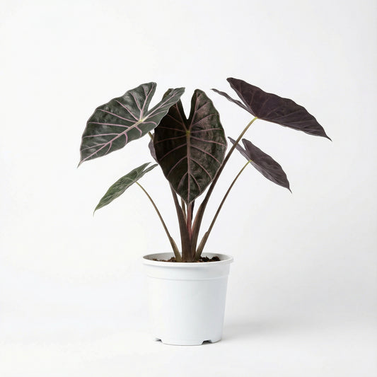 Alocasia watsoniana Red Vein