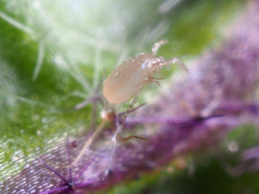 Amblyseius californicus predatory mite
