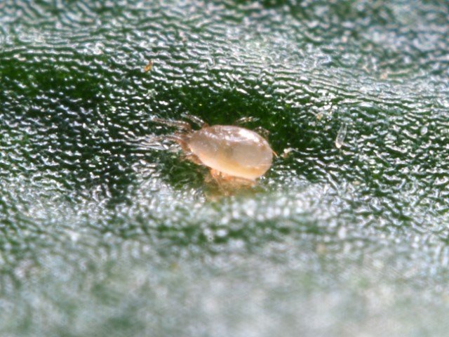Amblyseius cucumeris thrips predatory mite