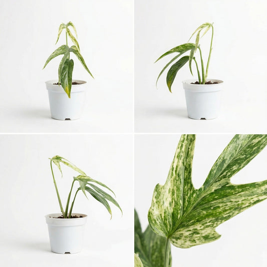 Amydrium Zippelianum Variegata