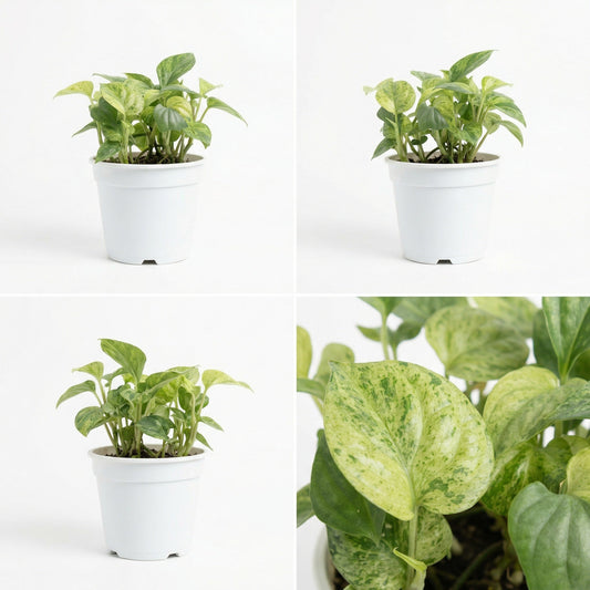 Amydrium Medium Blue