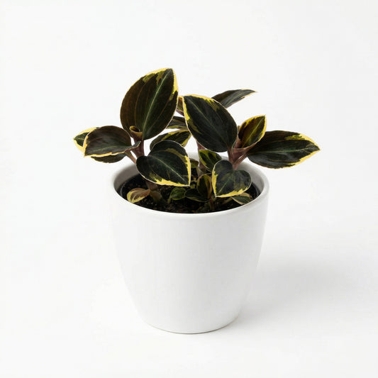 Anoectochilus Black Swan Aurea Variegated -exotic tropical Aroid plant 