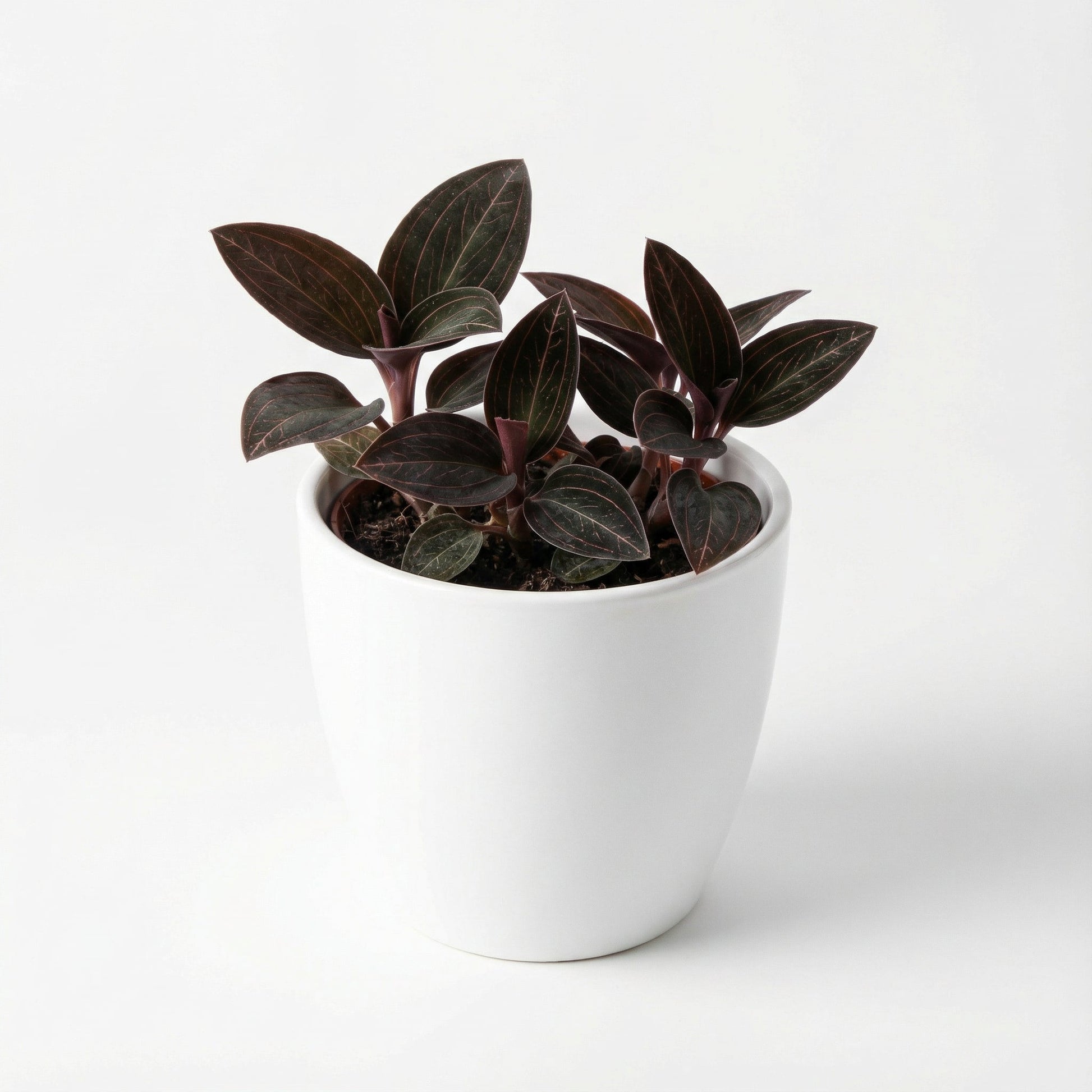 Anoectochilus Leaf Tip