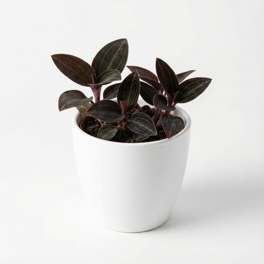 Anoectochilus Leaf Tip