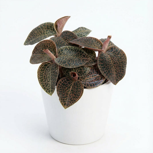 Anoectochilus Red Clouds