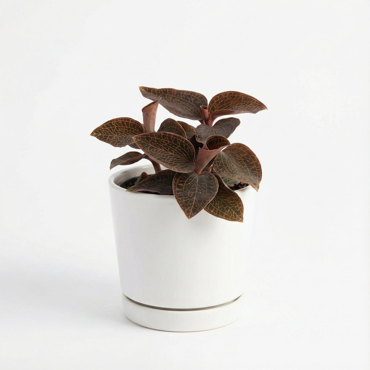 Anoectochilus Red Stem