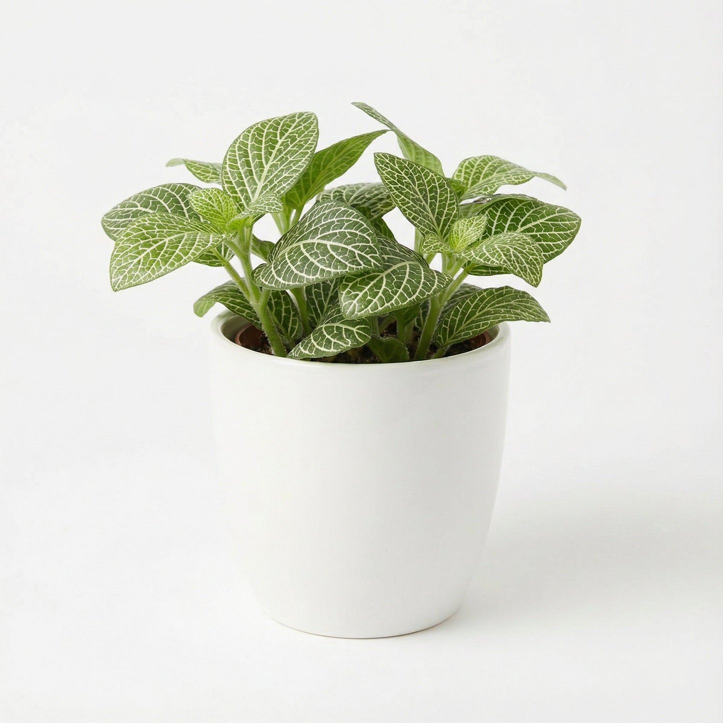 Anoectochilus sp. Green