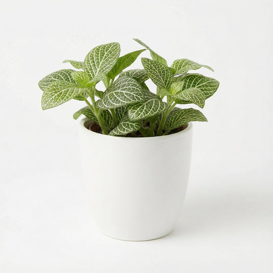 Anoectochilus sp. Green