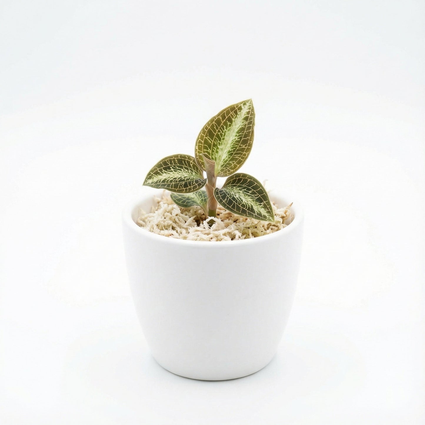 Anoectochilus Silver Heart