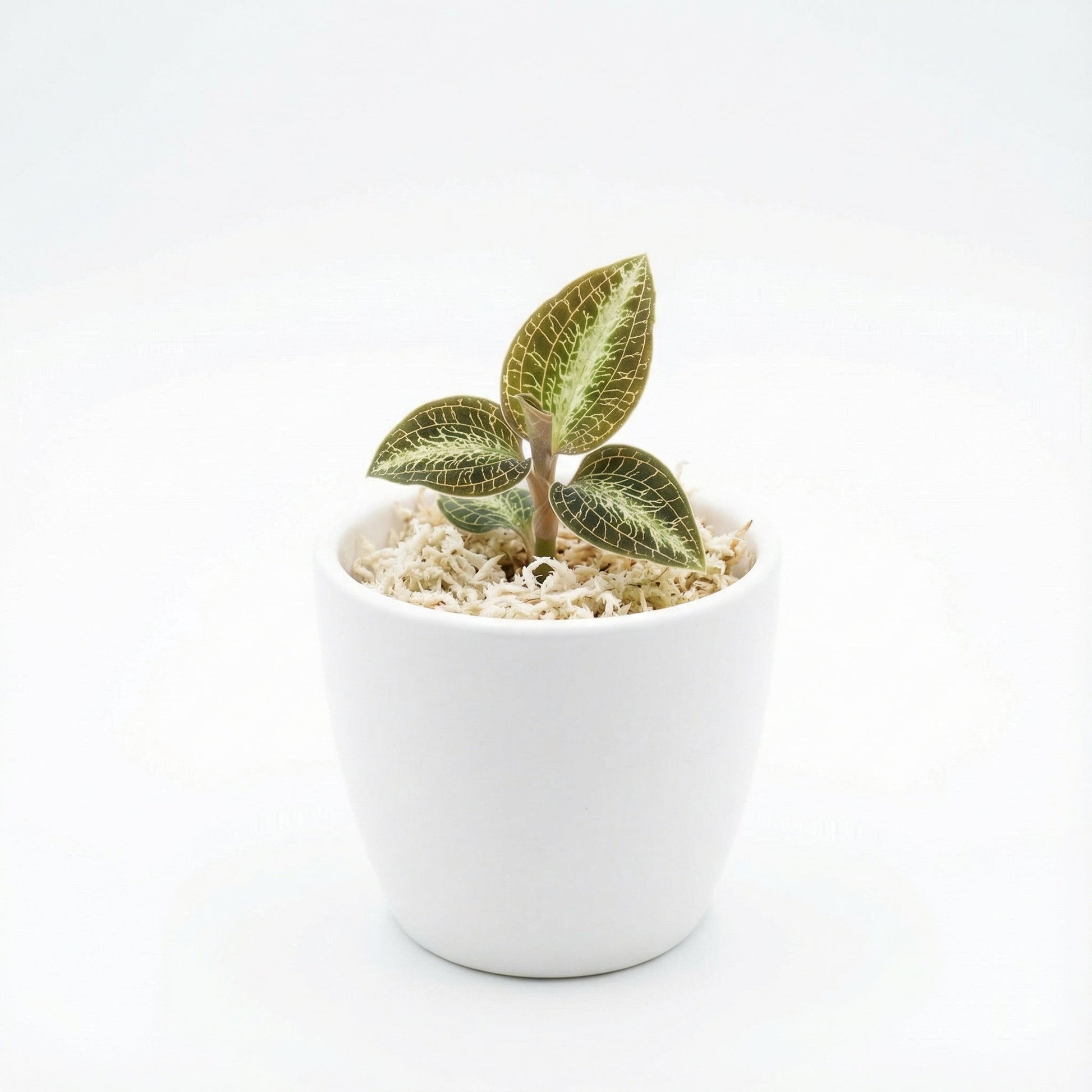 Anoectochilus Silver Heart