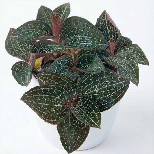 Anoectochilus Silver Silk