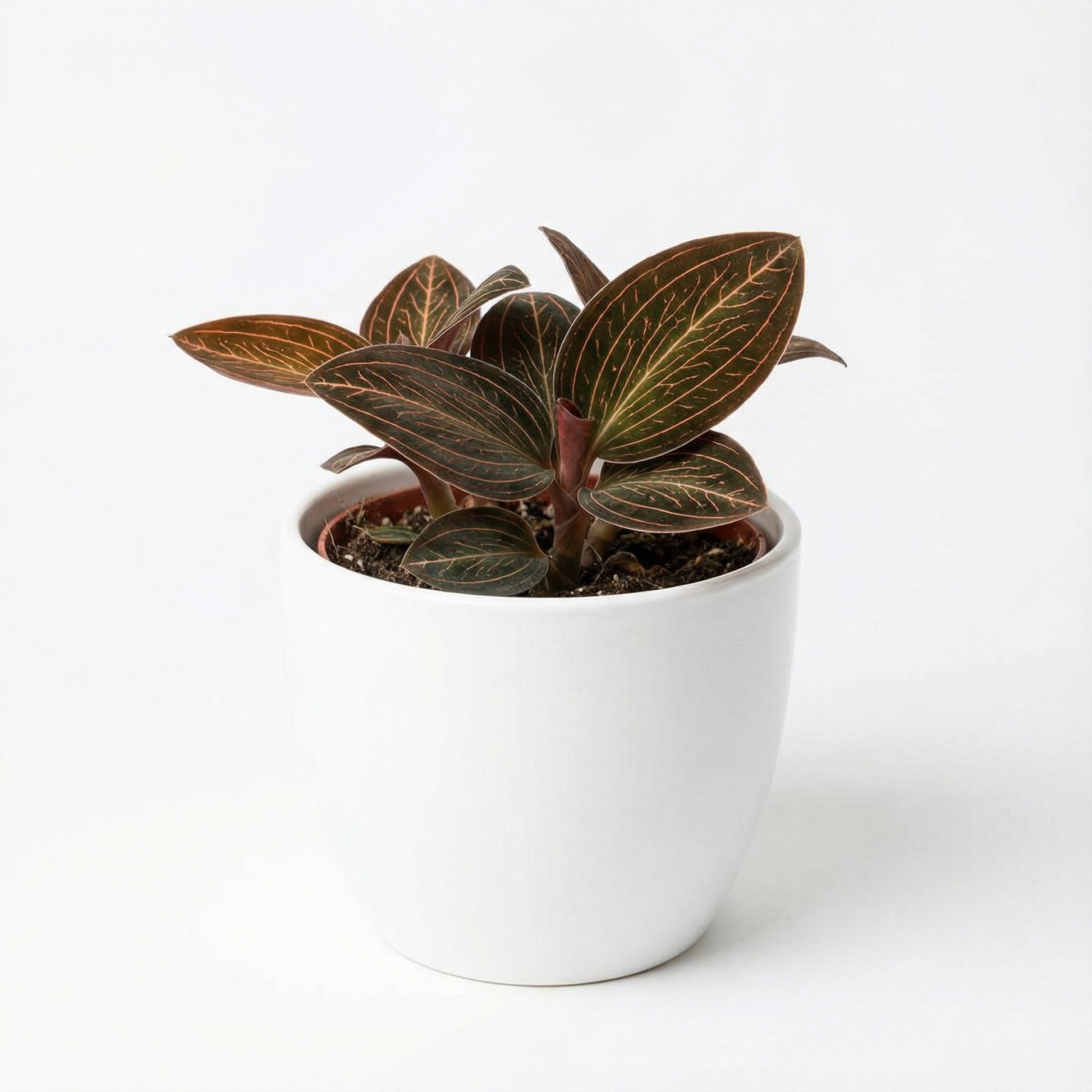 Anoectochilus Albolineatus Lady S Best Friend