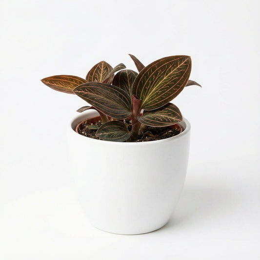 Anoectochilus Albolineatus Lady S Best Friend