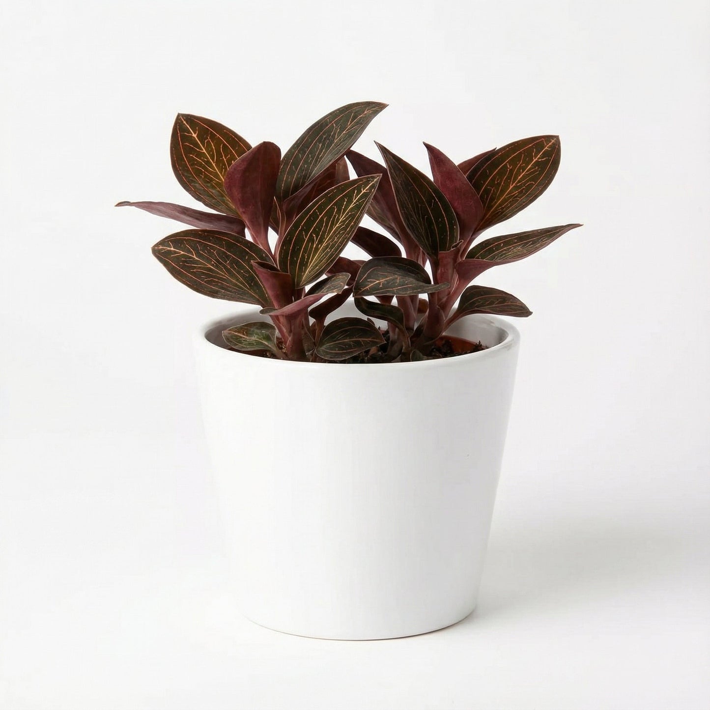 Anoectochilus Chapaensis