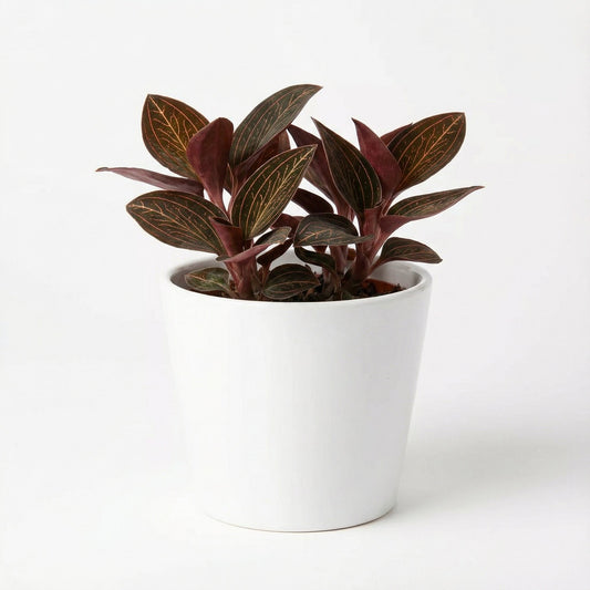 Anoectochilus Chapaensis