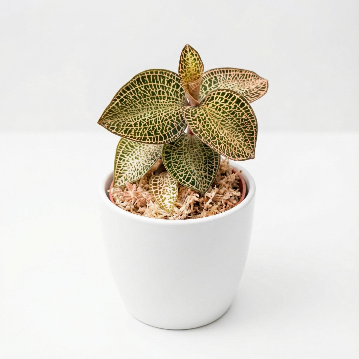 Anoectochilus Gold Bar Hybrid