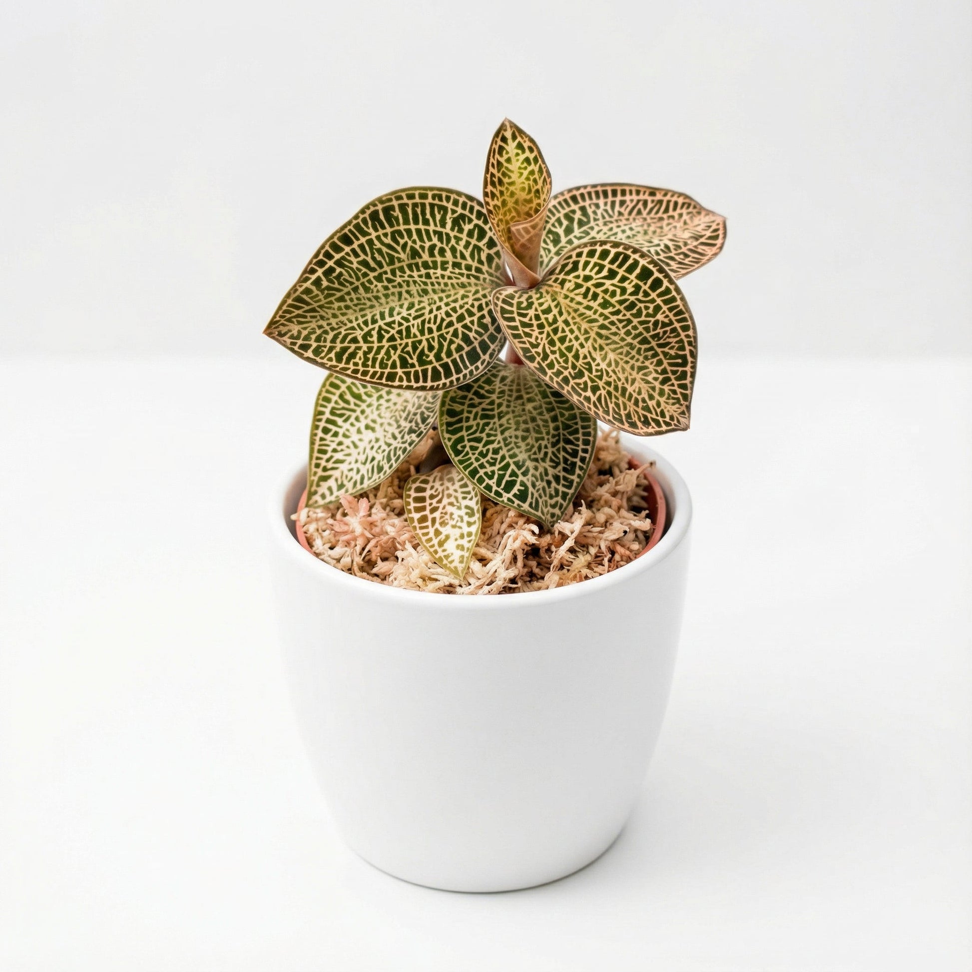 Anoectochilus Gold Bar Hybrid