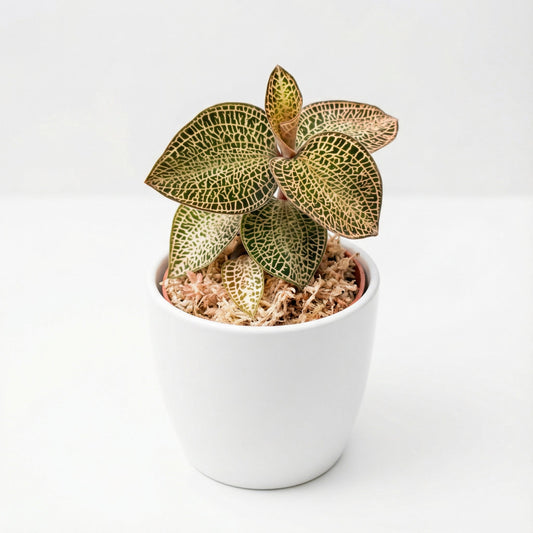 Anoectochilus Gold Bar Hybrid