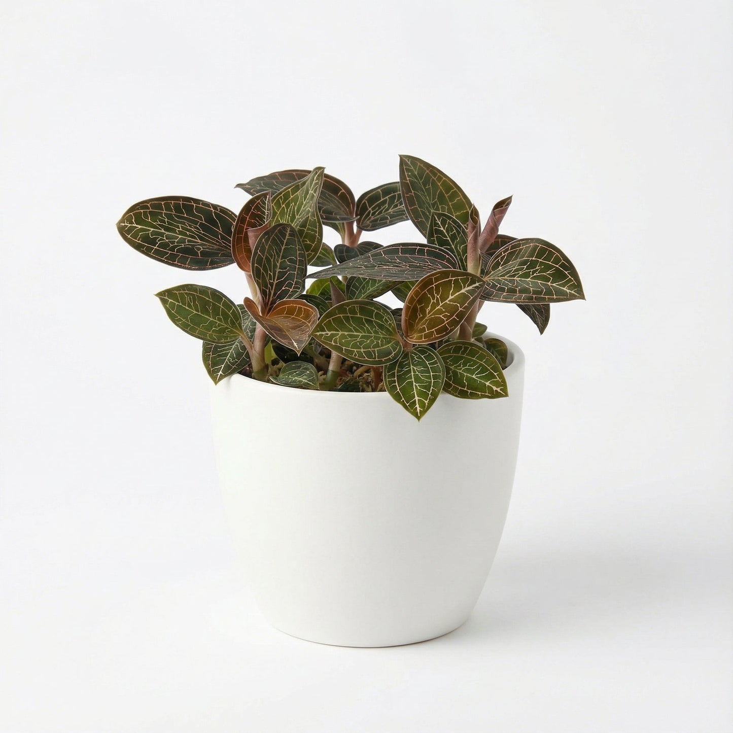 Anoectochilus Golden Silk