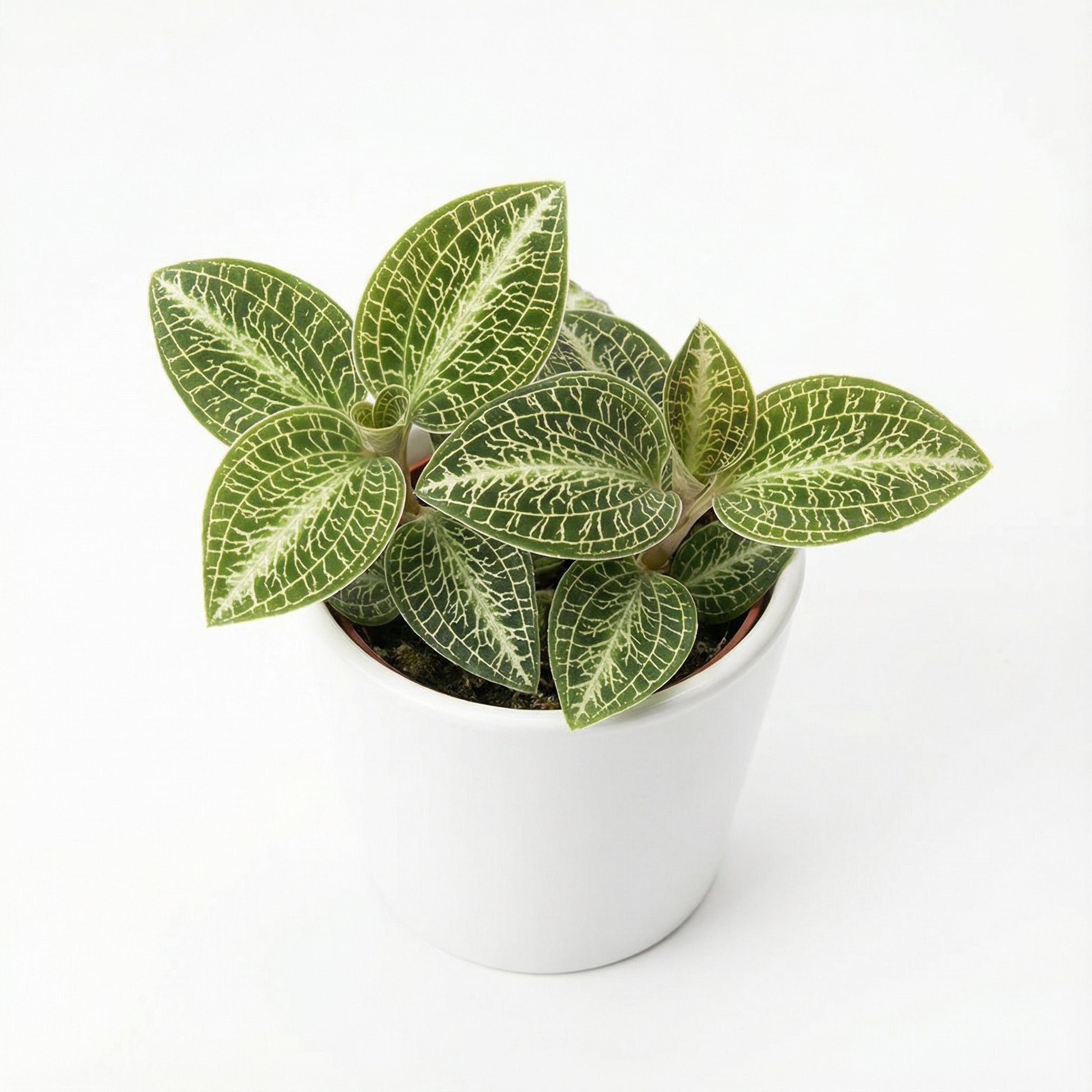 Anoectochilus Hybid Emerald Gold Var