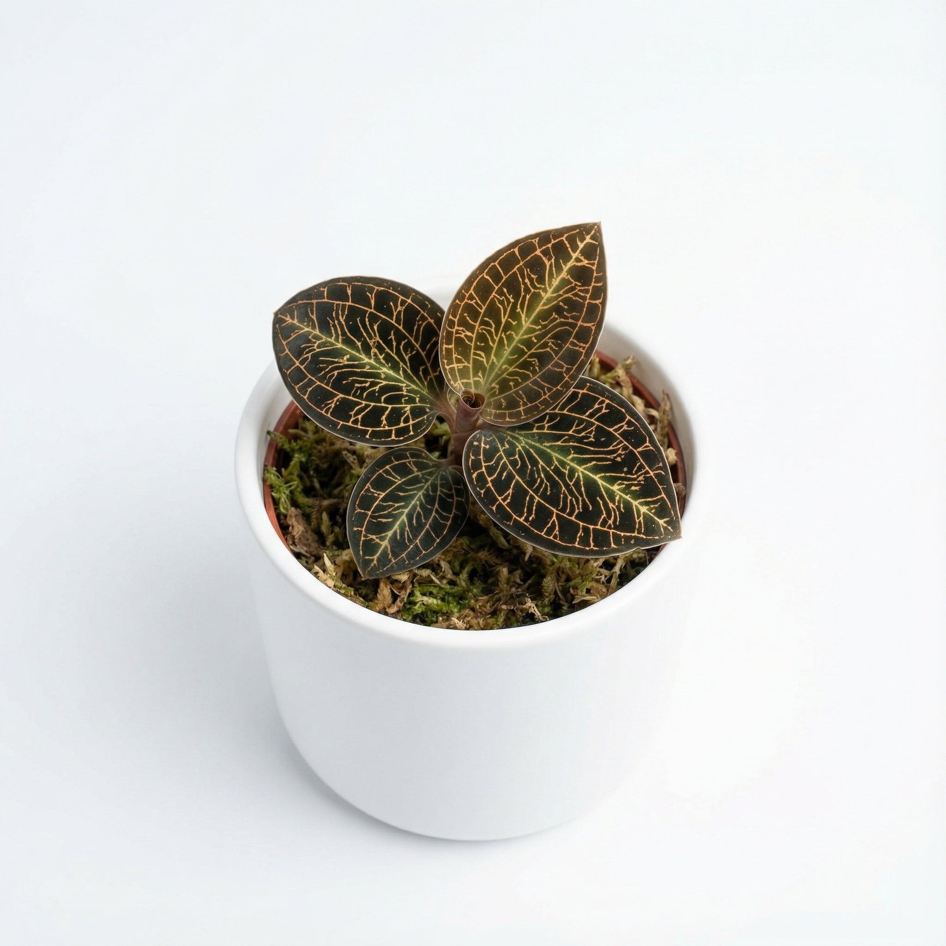 Anoectochilus Hybid Rose Gold