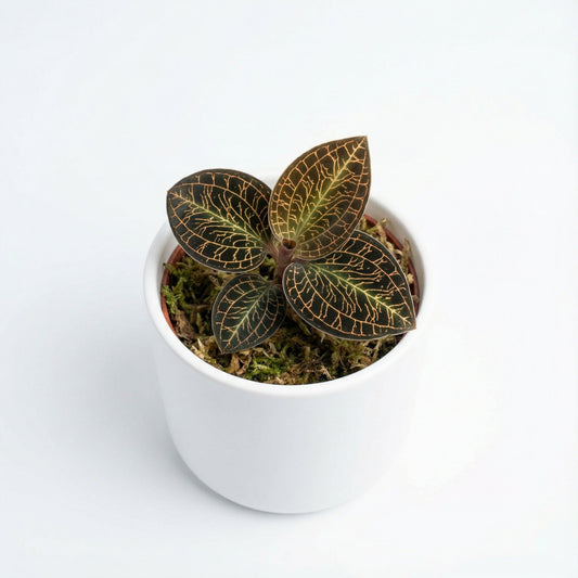 Anoectochilus Hybid Rose Gold