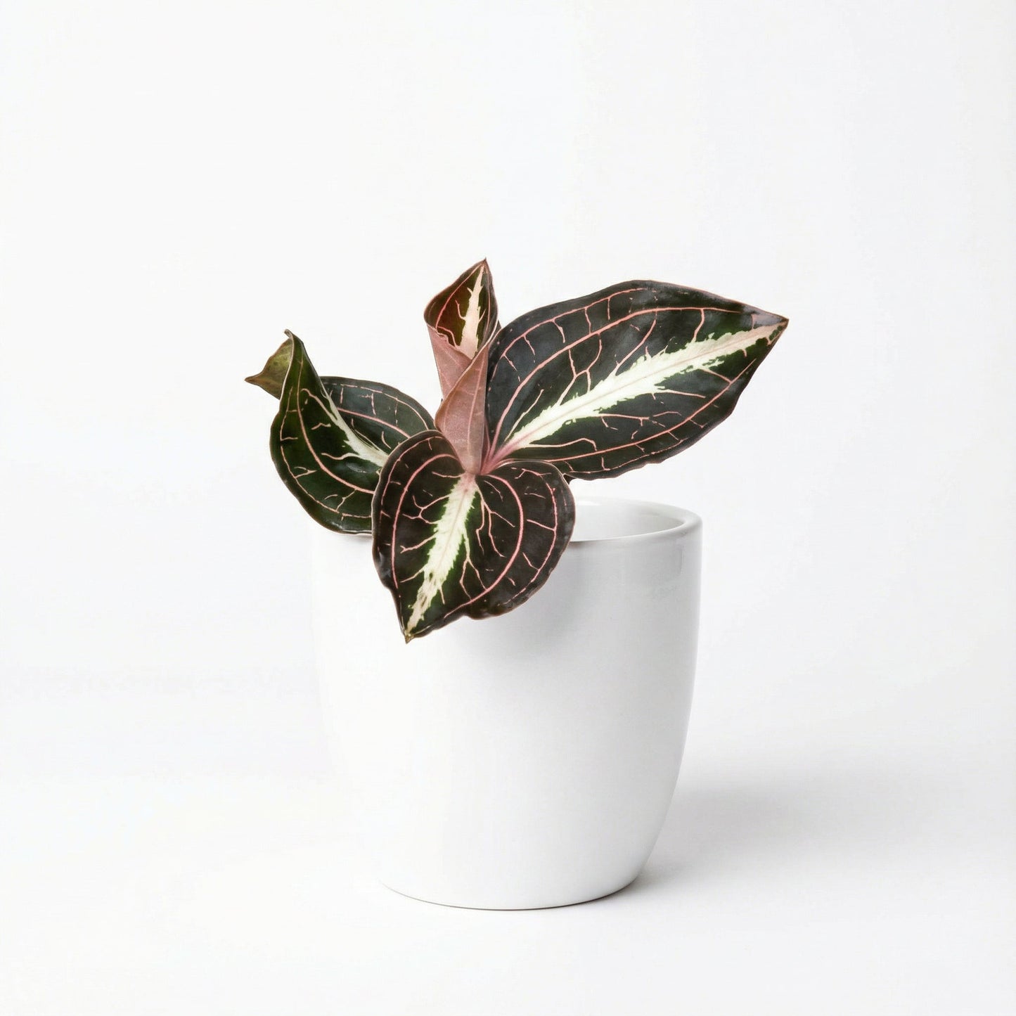 Anoectochilus Leyli Brown Hybrid