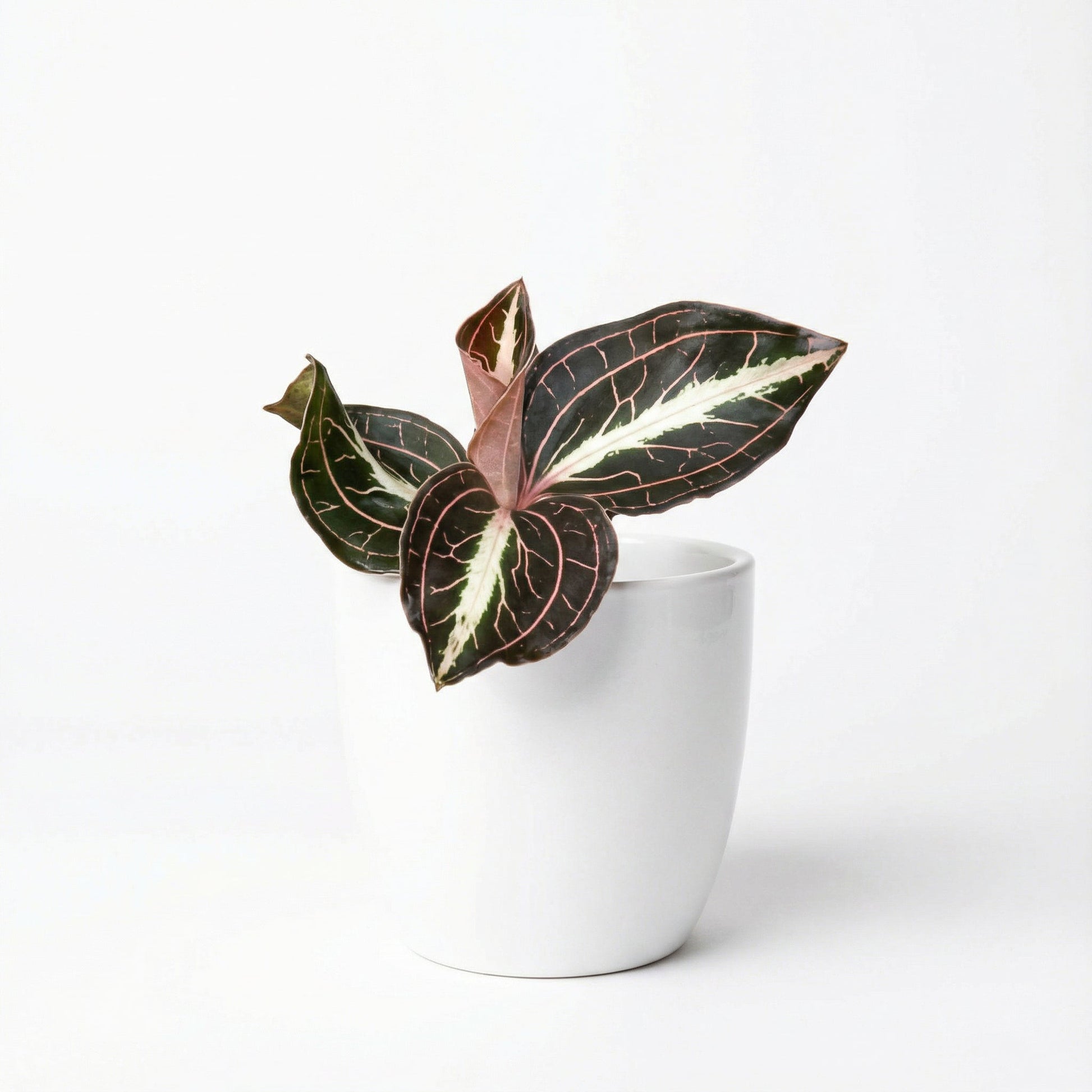 Anoectochilus Leyli Brown Hybrid