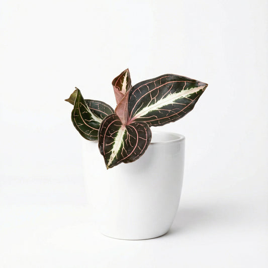 Anoectochilus Leyli Brown Hybrid