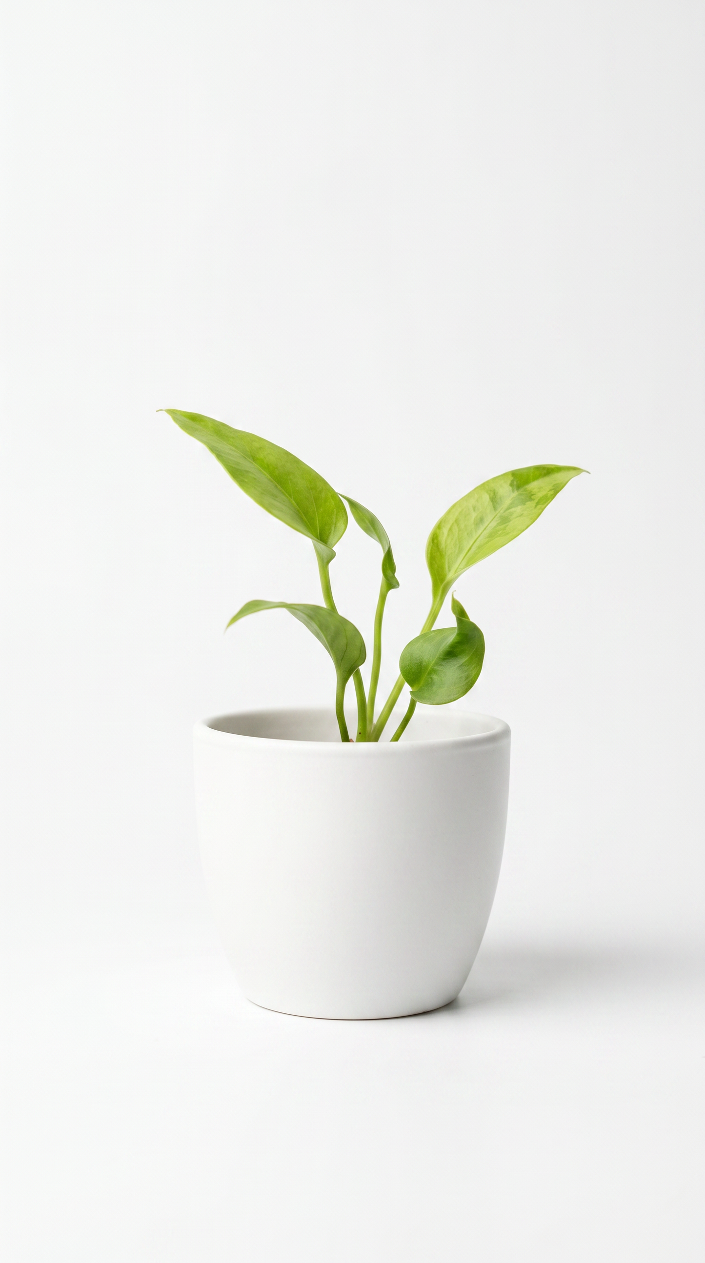 Anthurium vittariifolium