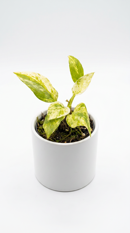 Anthurium Vittariifolium Variegata