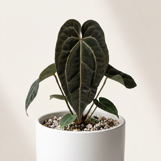 Anthurium Ace of Spades x Papillilaminum - Preorder