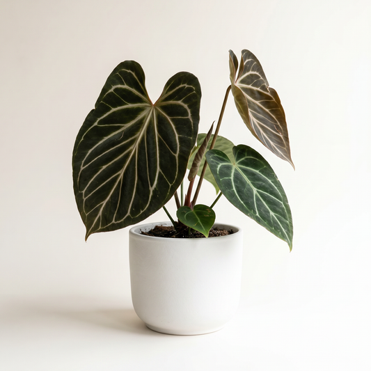 Anthurium KOS Butterfly - Preorder