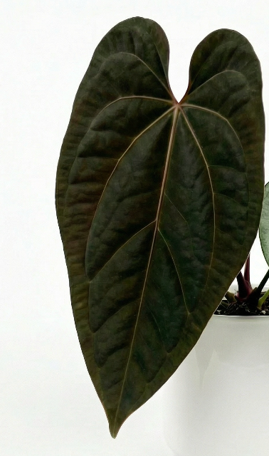 Anthurium Ace Of Spades X Luxurians - Preorder