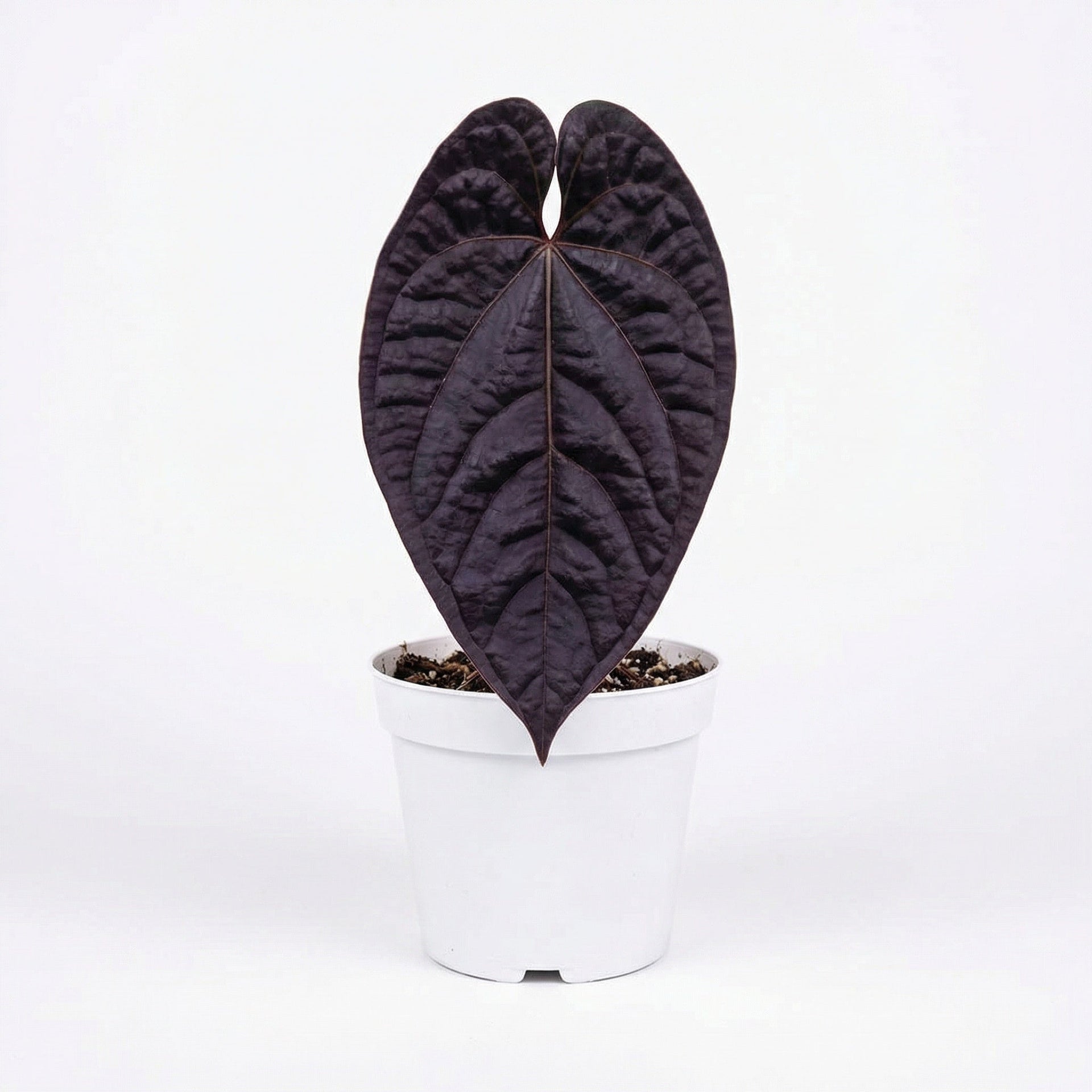 Anthurium Black Magic