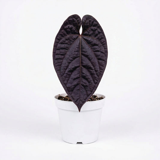 Anthurium Black Magic - Preorder